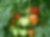 "В чем преимущество лиановидных сортов томата?" Садовая справочная "Зоя Сергеевна советует" (выпуск № 156)