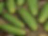 Единственный его недостаток — огурцы сорта Муромский 36 растут очень быстро, их надо собирать каждый день.