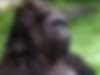 Зубная боль заставила гориллу жестами вызвать 12 медиков