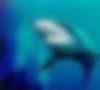 Флорида: третья жертва акулы-хищницы