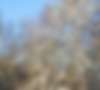 Афанасий-ломонос не морозит уже нос. Климатические особенности Среднего Поволжья (Самарская, Оренбургская,   Саратовская, Пензенская, Ульяновская области) в январе