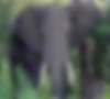Слон растоптал туриста из Великобритании