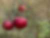 "Чем опасна "парша" на яблонях?" Ответы на вопросы дачников в Садовой справочной "Зоя Сергеевна советует"