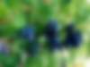 Садовая справочная "Зоя Сергеевна советует". В выпуске № 199:  жимолость съедобная, подбор овощных культур, красивые травы