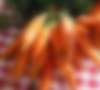 Несамарская морковка