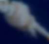 Сегодня скорбная годовщина: 25-летие гибели шаттла "Челленджер"