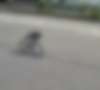 Робот-малютка освоил езду на велосипеде (видео)