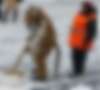 Где лучше убирают снег: рейтинг работы коммунальных служб российских мегаполисов