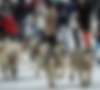 Гонка на собачьих упряжках через Альпы продлится 11 дней